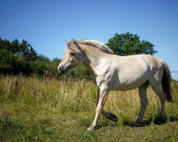 horse Vinya van de Wolfsdreuvnik (Fjord Horse, 2019, from Fjell Finn)