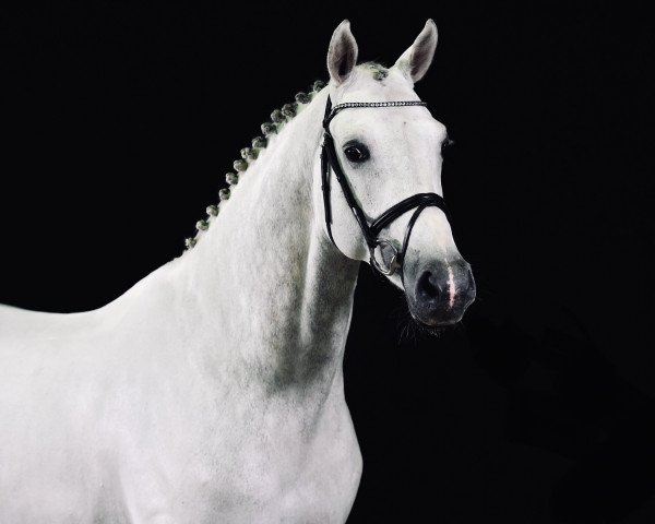 stallion For Treasure VDL (KWPN (Royal Dutch Sporthorse), 2016, from For Pleasure)