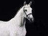 stallion For Treasure VDL (KWPN (Royal Dutch Sporthorse), 2016, from For Pleasure)