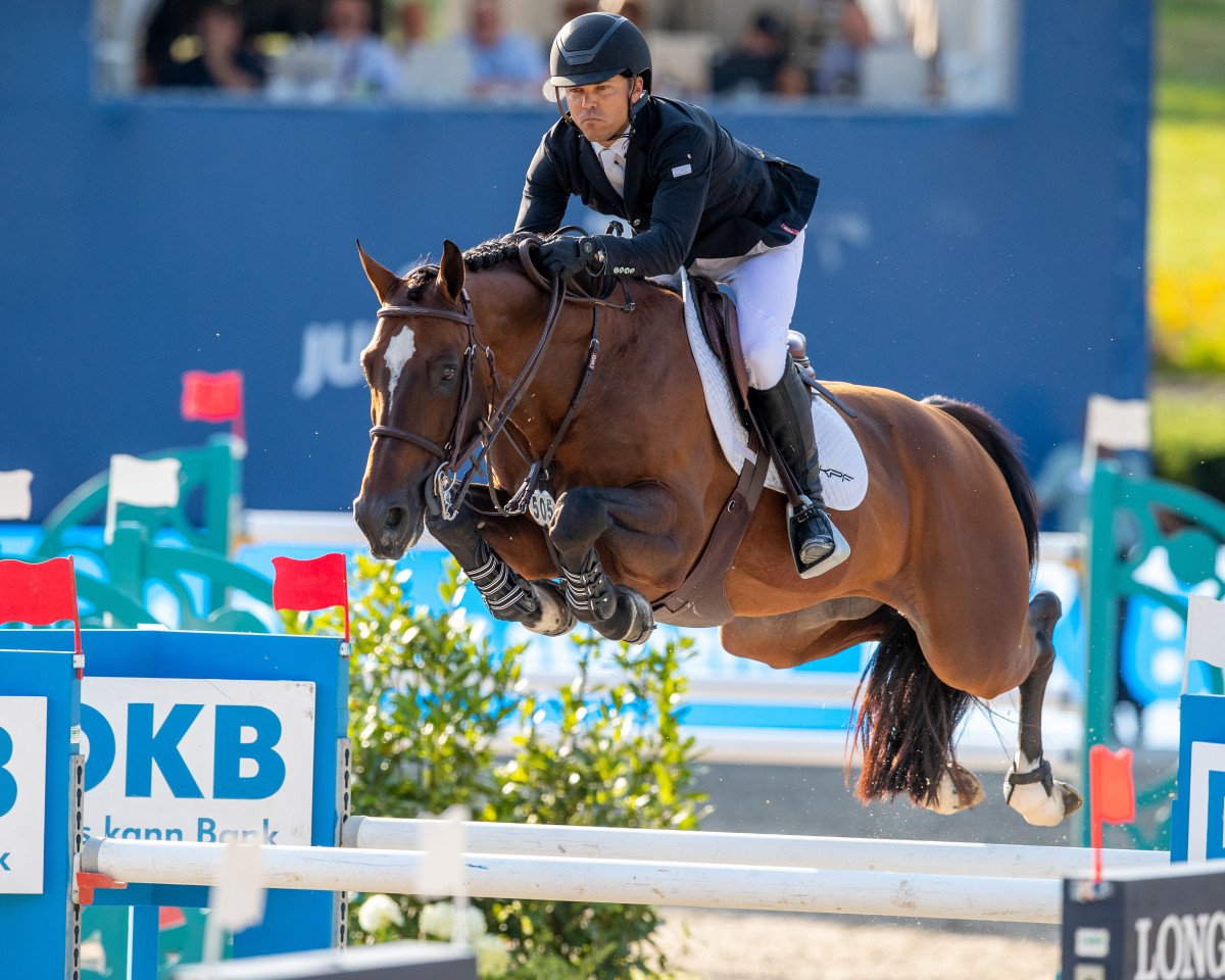 Deckhengst Jasper (Belgisches Warmblut, 2009, von Heartbreaker)
