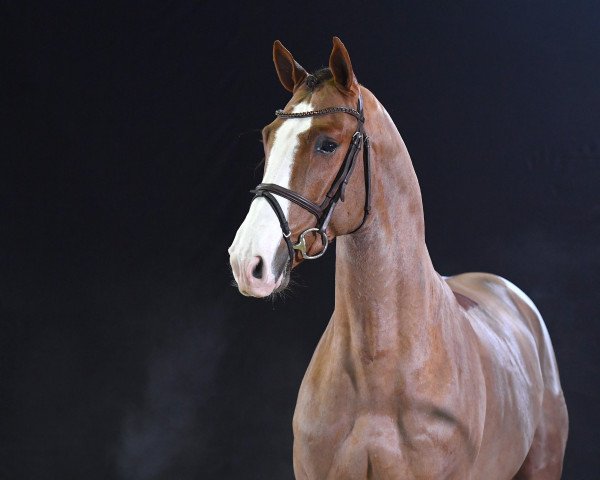 stallion Casallo van Klapscheut Z (Zangersheide riding horse, 2018, from Casallo Z)