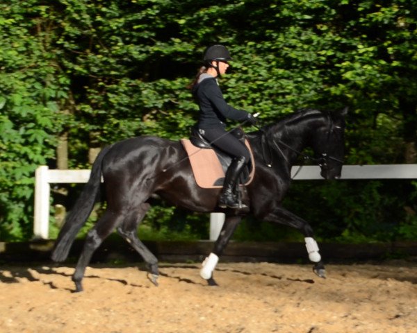 dressage horse Dartagnan (Württemberger,  , from Diamo Gold)