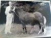 Zuchtstute Cillaarshoek's Madzy (New-Forest-Pony,  , von Oosthoek's Sportsman)