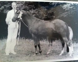 Zuchtstute Cillaarshoek's Madzy (New-Forest-Pony,  , von Oosthoek's Sportsman)