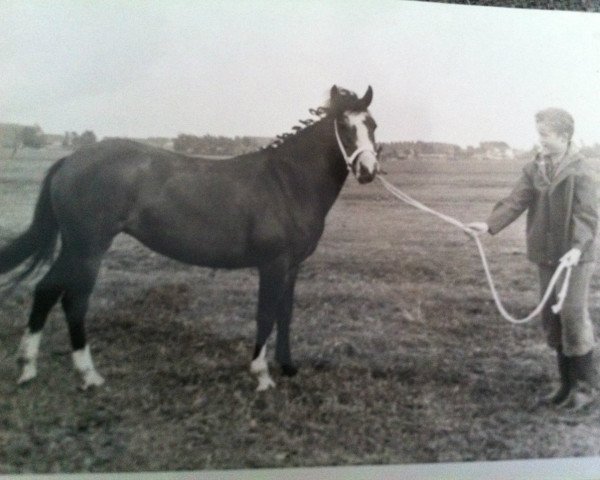 Zuchtstute Aida (New-Forest-Pony, 1964, von Prescott Junius)