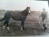 broodmare Aida (New Forest Pony, 1964, from Prescott Junius)