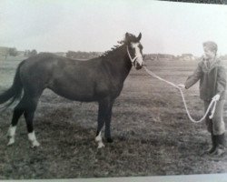 Zuchtstute Aida (New-Forest-Pony, 1964, von Prescott Junius)