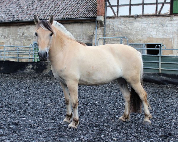 horse Yaiza (Fjord Horse, 2015, from Fafnir N.2725)