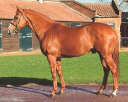 stallion Proconsul xx (Thoroughbred, 2013, from Galileo xx)