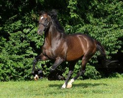 stallion Bullet Train xx (Thoroughbred, 2007, from Sadler's Wells xx)