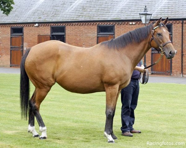 broodmare Kind xx (Thoroughbred, 2001, from Danehill xx)