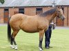 broodmare Kind xx (Thoroughbred, 2001, from Danehill xx)