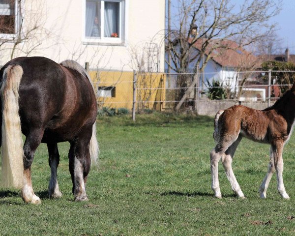 Dressurpferd Feine Dayana (Schwarzwälder Kaltblut, 2021, von Domingo)