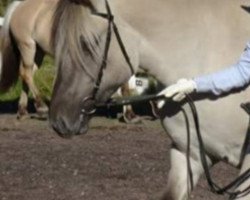 horse Birkelunds Henrikke (Fjord Horse, 2014, from Turbo Romeo N.2573)