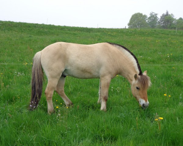 Pferd Radar (Fjordpferd, 2006, von Rånn N.2659)