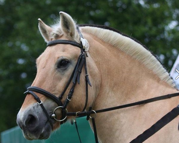 Pferd Jan (Fjordpferd, 1992, von Jon Halsnæs)