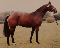 Deckhengst Stakkato (Hannoveraner, 1993, von Spartan)