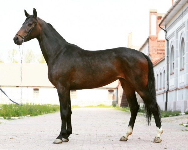 horse Vernaya (Hanoverian, 2013, from Walchensee)