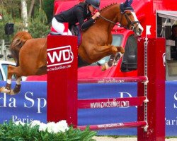 jumper Jorrit (Nederlands Rijpaarden en Pony, 2001, from Anjershof Rocky)