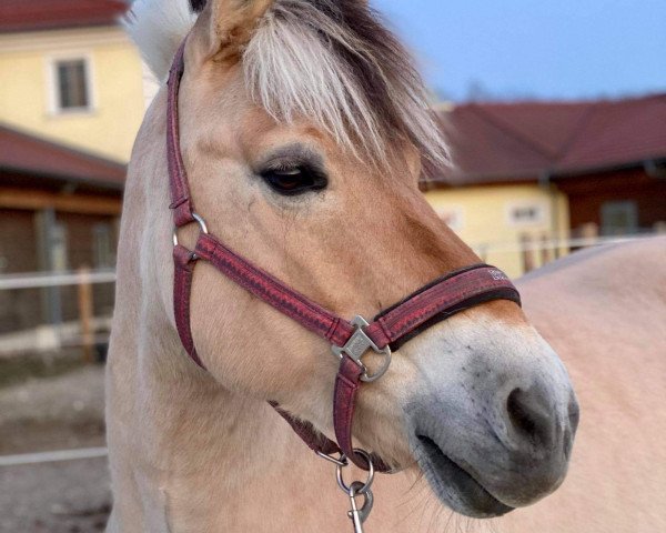 horse Vitus 72 (Fjord Horse, 2007, from Valør Halsnæs)