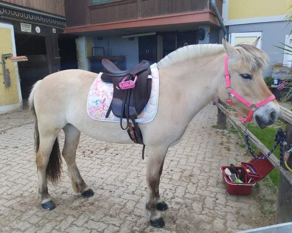 broodmare Gerlinde (Mona) (Fjord Horse, 2010, from Bren)