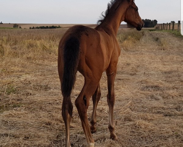 Pferd Horus Netjerichet (Trakehner, 2020, von Impetus)