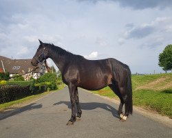 broodmare Herztwist (Trakehner, 2007, from Oliver Twist)