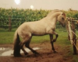 horse Stjørdal (Fjord Horse, 1994, from Samson)