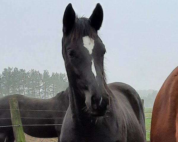 dressage horse Polarwunder (Trakehner, 2020, from Blanc Pain)