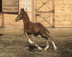 dressage horse Vitality (Oldenburg, 2021, from Von und Zu)