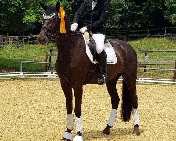 dressage horse Dhalia Charisma S (Württemberger, 2009, from Don Diamond)