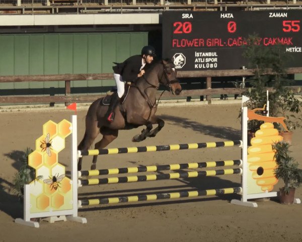 Springpferd Flower Girl (KWPN (Niederländisches Warmblut),  , von VDL Harley)