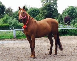 horse Marina (German Warmblood, 1994, from Burlaj Bej AA)