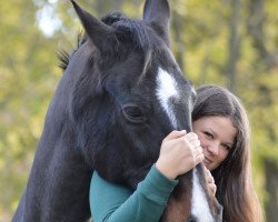 Springpferd Hofzauber (Deutsches Reitpony, 2000, von Nixen)