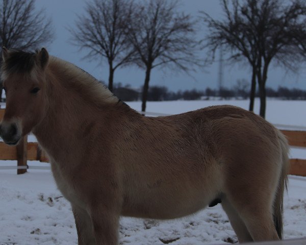 horse Klosterhof's Ricando Baron (Fjord Horse, 2020, from Resen N.2673)