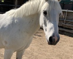 dressage horse Tyson 12 (Lewitzer, 2003)