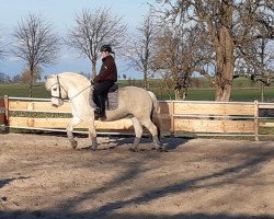 horse Taavi (Fjord Horse, 2015, from Tsjalle)