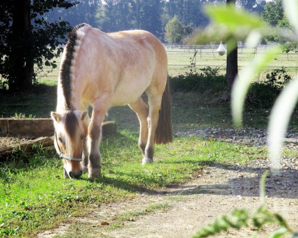 Pferd Uleta (Momo) (Fjordpferd, 1999, von Faun Tor N.2023)