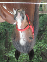 Pferd Shakira (Tinker-Mix / Pinto Tinker / Crossbreed,  )