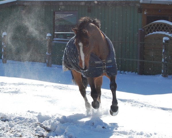 Springpferd Kinnity Clover (Irish Sport Horse, 1988, von Clover Hill)