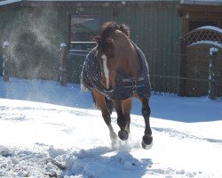 Springpferd Kinnity Clover (Irish Sport Horse, 1988, von Clover Hill RID 665)