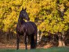 dressage horse Der Hase (Hanoverian, 2008, from Dancier)