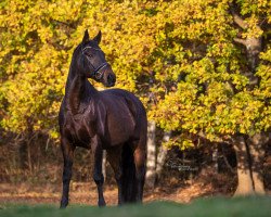 dressage horse Der Hase (Hanoverian, 2008, from Dancier)