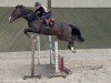 jumper O'Malley Vh Ijzeren Lindenhof (Belgian Warmblood, 2014, from Quint Vh Maarlo Z)