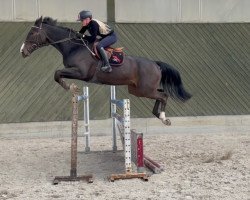 Springpferd O'Malley Vh Ijzeren Lindenhof (Belgisches Warmblut, 2014, von Quint Vh Maarlo Z)