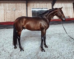 horse Sixtus MK (Hanoverian, 2016, from Silberschmied)