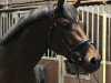 stallion Zadoro (Oldenburg, 2018, from Blue Hors Zackerey)