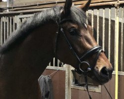 stallion Zadoro (Oldenburg, 2018, from Blue Hors Zackerey)