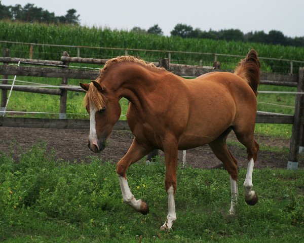 Pferd Okidoki (Deutsches Reitpony, 2018, von Oosteinds Ricky)
