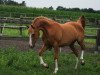 dressage horse Oki Doki N (Westphalian, 2018, from Oosteinds Ricky)